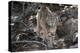 Bobcat adult portrait, Montana-Tim Fitzharris-Stretched Canvas