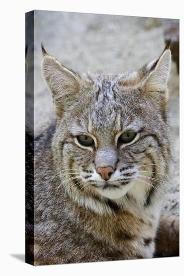 Bobcat Closeup-Hal Beral-Premier Image Canvas