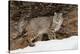 Bobcat in snow, Montana. Lynx Rufus-Adam Jones-Premier Image Canvas
