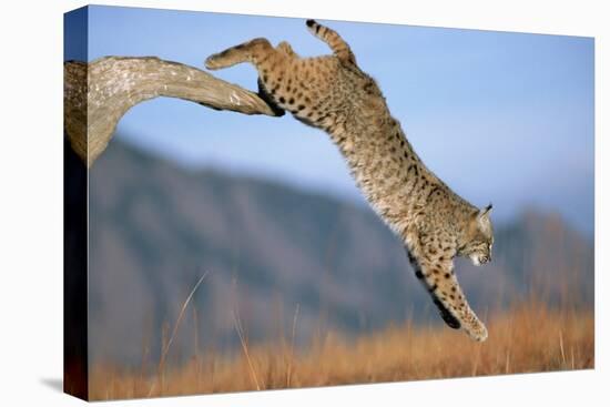 Bobcat Jumping from Branch-W. Perry Conway-Premier Image Canvas