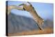 Bobcat Jumping from Branch-W. Perry Conway-Premier Image Canvas