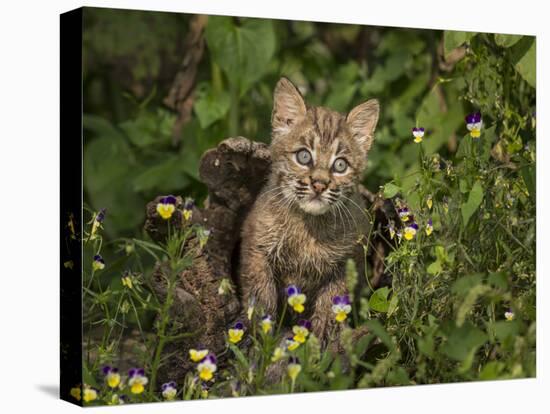 Bobcat Kitten in Wildflowers-Galloimages Online-Premier Image Canvas