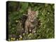 Bobcat Kitten in Wildflowers-Galloimages Online-Premier Image Canvas