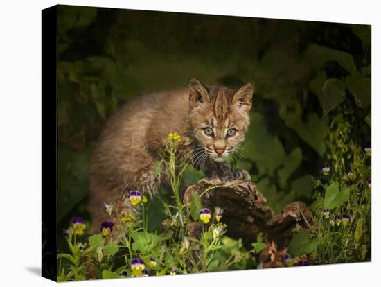 Bobcat Kitten Poses on Log-Galloimages Online-Premier Image Canvas