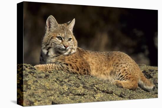 Bobcat Laying Down, Montana-Richard and Susan Day-Premier Image Canvas