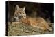 Bobcat Laying Down, Montana-Richard and Susan Day-Premier Image Canvas