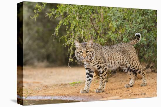Bobcat, Lynx Rufus, drinking-Larry Ditto-Premier Image Canvas