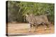 Bobcat, Lynx Rufus, drinking-Larry Ditto-Premier Image Canvas