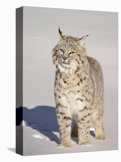 Bobcat (Lynx Rufus) in the Snow in Captivity, Near Bozeman, Montana, USA-James Hager-Premier Image Canvas