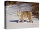 Bobcat (Lynx Rufus) in the Snow in Captivity, Near Bozeman, Montana, USA-null-Premier Image Canvas