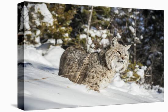 Bobcat (Lynx Rufus), Montana, United States of America, North America-Janette Hil-Premier Image Canvas