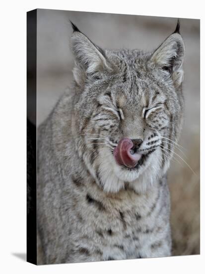 Bobcat (Lynx Rufus) with its Tongue Out, Living Desert Zoo and Gardens State Park, New Mexico, USA-James Hager-Premier Image Canvas