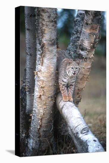 Bobcat on a Fallen Birch Limb-John Alves-Premier Image Canvas