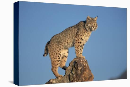 Bobcat Perched on Rocky Outcrop-W^ Perry Conway-Premier Image Canvas