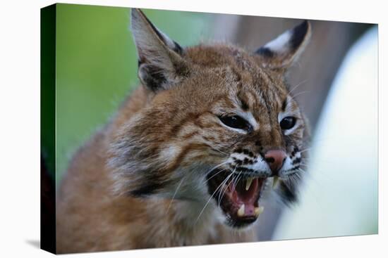 Bobcat Snarling-W^ Perry Conway-Premier Image Canvas