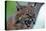 Bobcat Snarling-W^ Perry Conway-Premier Image Canvas