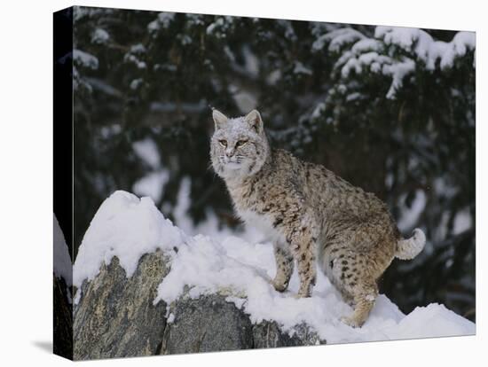 Bobcat Standing in Snow-DLILLC-Premier Image Canvas