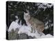 Bobcat Standing in Snow-DLILLC-Premier Image Canvas