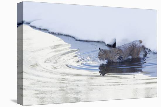 Bobcat, winter river crossing-Ken Archer-Premier Image Canvas