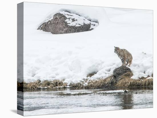 Bobcat-Rob Tilley-Premier Image Canvas