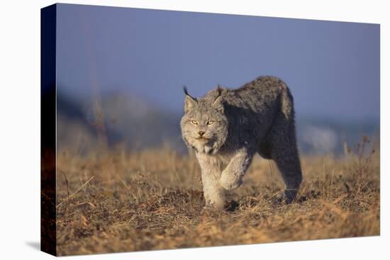 Bobcat-DLILLC-Premier Image Canvas