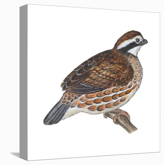 Bobwhite (Colinus Virginianus), Birds-Encyclopaedia Britannica-Stretched Canvas