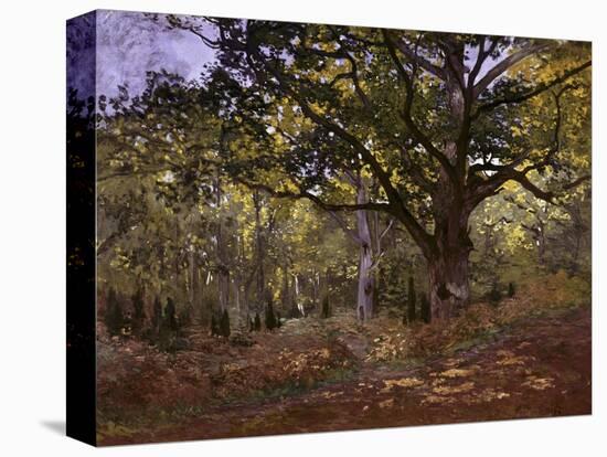 Bodmer Oak, Fontainbleau Forest-Claude Monet-Premier Image Canvas