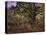 Bodmer Oak, Fontainbleau Forest-Claude Monet-Premier Image Canvas