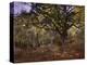 Bodmer Oak, Fontainbleau Forest-Claude Monet-Premier Image Canvas