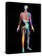 Body Imaging-Mehau Kulyk-Premier Image Canvas