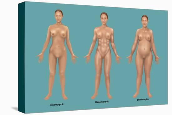 Body Types-Gwen Shockey-Premier Image Canvas