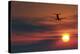 Boeing 737 Ascending At Sunset, Artwork-Detlev Van Ravenswaay-Premier Image Canvas