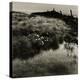 Bog Cotton, Bridestones Moor-Fay Godwin-Premier Image Canvas