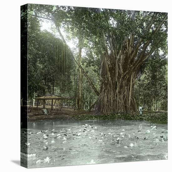 Bogo (Island of Java, Indonesia), Ficus Elastica, "Rubber" in the Victoria Regia Botanical Garden-Leon, Levy et Fils-Premier Image Canvas