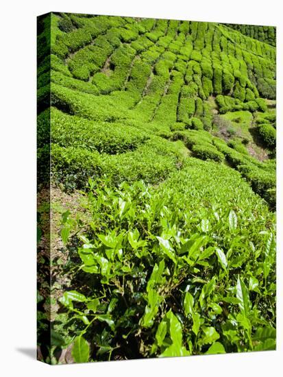 Boh Tea Plantation, Cameron Highlands, Malaysia, Southeast Asia, Asia-Matthew Williams-Ellis-Premier Image Canvas