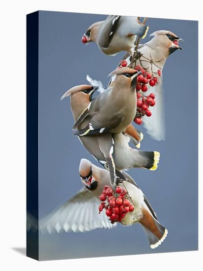 Bohemian Waxwings (Bombycilla Garrulus) Feeding On Berries, Uto Finland October-Markus Varesvuo-Premier Image Canvas