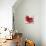 Boho Bloom-Bella Dos Santos-Stretched Canvas displayed on a wall