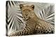 Boho Cheetah-Danita Delimont-Stretched Canvas
