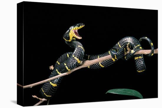 Boiga Dendrophila Melanota (Mangrove Snake)-Paul Starosta-Premier Image Canvas