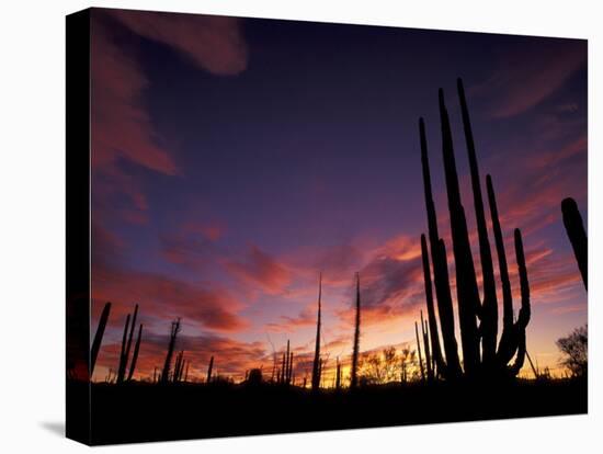 Bojum Tree and Cardon Cactus, Catavina Desert National Reserve, Baja del Norte, Mexico-Gavriel Jecan-Premier Image Canvas