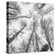 Bold Canopy-Andrew Geiger-Stretched Canvas