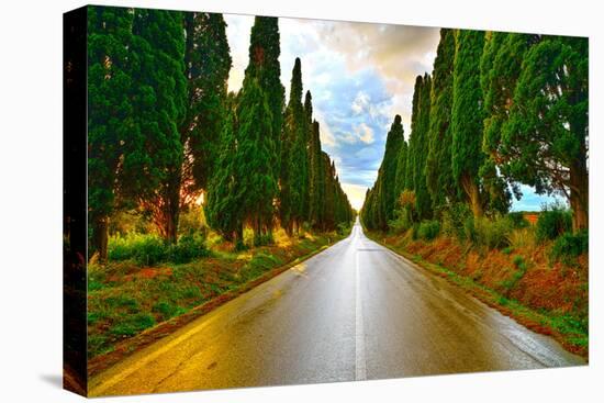 Bolgheri Famous Cypresses Tree Straight Boulevard on Sunset. Maremma, Tuscany, Italy-stevanzz-Premier Image Canvas