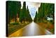 Bolgheri Famous Cypresses Tree Straight Boulevard on Sunset. Maremma, Tuscany, Italy-stevanzz-Premier Image Canvas