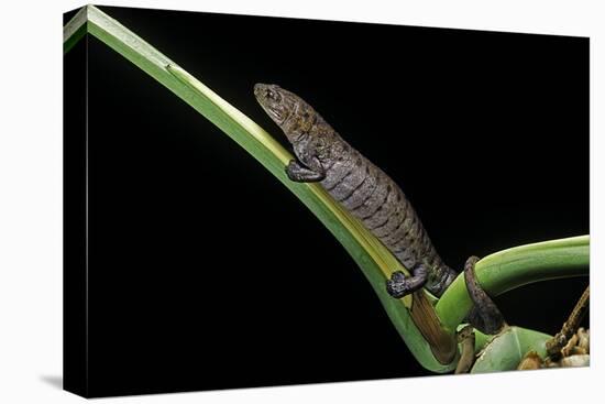 Bolitoglossa Dofleini (Giant Palm Salamander, Alta Verapaz Salamander)-Paul Starosta-Premier Image Canvas