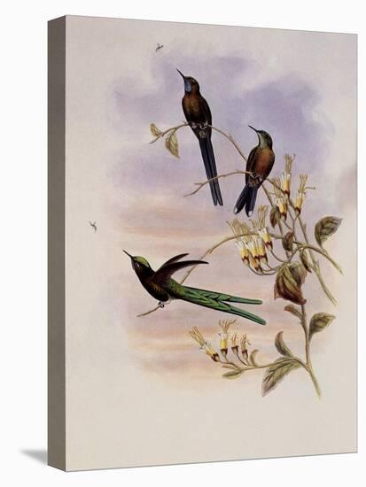 Bolivian Sylph, Cyanthus Bolivianus-John Gould-Premier Image Canvas