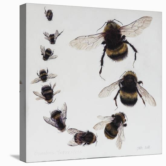 Bombus, 2015-Odile Kidd-Premier Image Canvas