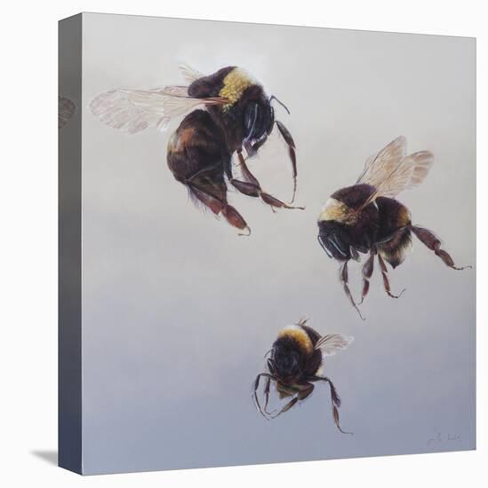 Bombus flight 1, 2011-Odile Kidd-Premier Image Canvas