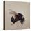 Bombus terrestis 8, 2013-Odile Kidd-Premier Image Canvas