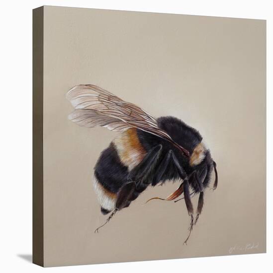 Bombus terrestis 8, 2013-Odile Kidd-Premier Image Canvas