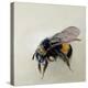 Bombus terrestris 1, 2008-Odile Kidd-Premier Image Canvas